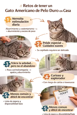Retos de adoptar un gato americano de pelo duro
